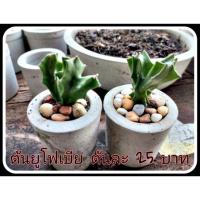 ราคา ต้นยูโฟเบียแลคเทีย ขายยกคู่ พร้อมกระถาง (5044444640)
