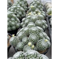 ราคา แมมดูไวไร้หนาม Mammillaria duwei (11186016158)