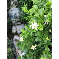 ราคา แก้วแคระพวงมณีกระถาง15นิ้ว (25644201644)