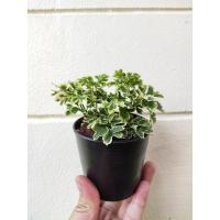 ราคา เล็บครุฑด่างแคระ เล็บครุฑด่าง เล็บครุฑแคระ ไม้มงคล (5955856342)