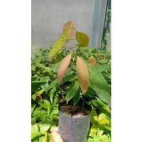 ราคา ต้นคีเปล ผลไม้มหัศจรรย์ไซร์ใหญ่ 450บาท (17533007780)