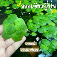 ราคา จอกเขียวญี่ปุ่น 10 ต้นอ่างปลาสวยขึ้น ช่วยเพิ่มออกซิเจนในน้ำ Kaset Ban Gie (42955806126)