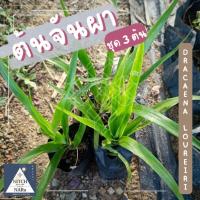 ราคา NT.NARa ต้นจันผา ถุงชำ ชุด 3 ถุง/ต้น (43756587698)