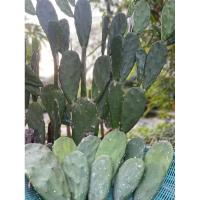 ราคา กระบองเพชรใบเสมา โอพันเทีย กระบองเพชรหูกระต่าย หูมิกกี้เมาส์ ตัดสด (22435609679)