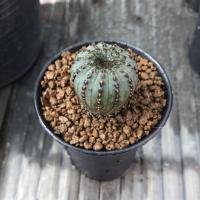 ราคา Frailea castanea ขนาด 1.5 cm. กระบองเพชร แคคตัส (1838054815)