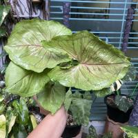 ราคา ออมทอง เงินไหลมา syngonium ต้นออมทอง สวยไร้ตำหนิลายเส้นชมพูขัดๆ (11046284842)