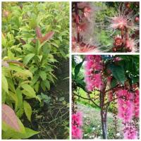 ราคา ต้นจิกมุจริทร์ ต้นจิกมุจลิทร์ ขนาด 80 - 100 ซม (27356249733)