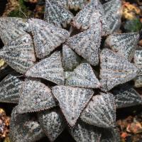 ราคา ฮาโวเทีย Haworthia mirabilis v. splendens (3606429438)