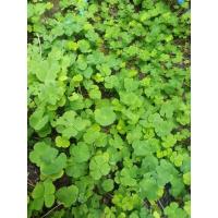 ราคา ผักแว่นแก้วสร้างความอร่อย (23349920972)