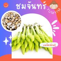 ราคา เมล็ดชมจันทร์#ชมจันทร์ #ดอกชมจันทร์ (11175814579)