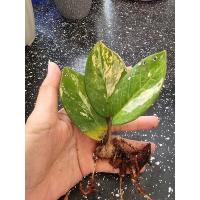 ราคา กวักมรกตด่างเหลือง กวักมรกต ไม้มงคล ไม้ฟอกอากาศ กวักเงินกวักทอง (26805861769)