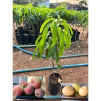 ราคา ต้นพันธุ์มะม่วงอาร์ทูอีทู มะม่วงR2E2 มะม่วงแอปเปิ้ล ถุงใหญ่เสียบยอดสูง 60-80 cm ปลูกปีเดียวติดลูก รับประกันสินค้าแท้ (24925598735)