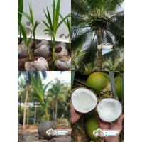 ราคา ต้นพันธุ์มะพร้าวกะทิแท้พันธุ์ 84-1 ต้นเตี้ย (4047071360)