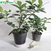 ราคา ktgarden ต้นพุดซ้อน ใหญ่ กระถาง 7.5นิ้ว พุดซ้อน ดอกมีกลิ่นหอม (40614375492)