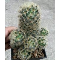 ราคา ต้นกระบองเพชร แคคตัส ยิมโน แมมมิลลาเรียหนามเหลือง (4310706942)