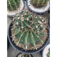 ราคา เฟอโรเล็บเหยี่ยวขาด18เซนติเมตร (20938223293)