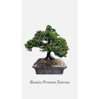 ราคา Bonsai บอนไซ เพรมน่าไต้หวัน (43803617827)