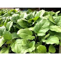 ราคา ต้นกล้ามะเขือยาวสีเขียว (12520309001)