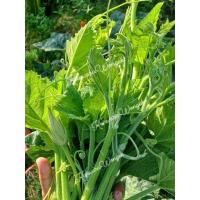 ราคา เมล็ดฟักทองกินยอด บรรจุ20เมล็ด 15บาท (28320277252)