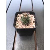 ราคา แมมหนามแดง แมมหนามตะขอ (8384385415)