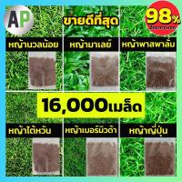 ราคา 16,000+ เมล็ดพันธุ์ เมล็ดหญ้า เมล็ด หญ้าเบอร์มิวด้า หญ้าญี่ปุ่น หญ้านวลน้อย หญ้ามาเลเซีย หญ้าไต้หวัน หญ้าพาสพาลั่ม (11439852264)