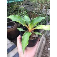 ราคา ต้นวานเศรษฐีก้านทอง(ไม่มงคน) (10675316527)