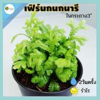ราคา [ต้นไม้จิ๋ว] ต้นเฟิร์นกนกนารี พร้อมกระถาง3 นิ้วฟรี ไม้ฟอกอากาศ ไม้จิ๋ว ประดับโต๊ะทำงาน ประดับบ้าน (11754662185)