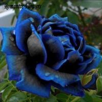 ราคา เมล็ดกุหลาบสีดำขลิบน้ำเงิน (535373166)