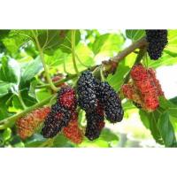 ราคา กิ่งหม่อนในถุงดำมีใบ กิ่งหม่อนมีสรรพคุณช่วยทำให้เลือดลมไหลเวียนได้สะดวกมากขึ้น ช่วยบำรุงหัวใจ (ผล) ถุงละ 29 บาท (22813936274)