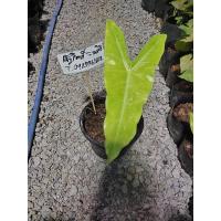 ราคา ต้นบอนพญาจงอางด่างทอง (10232302526)