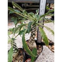 ราคา มะพร้าวทะเลทราย,มะพร้าวใบยาว,มะพร้าวใบหยัก,มะพร้าวด่าง,มะพร้าวฮอวูด (20631981873)