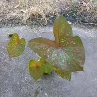 ราคา พระกาญจนบุรี (ตับขุนช้างขุนแผน) บอนเก่าหายาก ในกระถางมี 4 หน่อ ไม้มีหัว (17199691671)