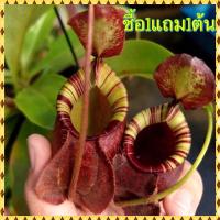 ราคา ต้นหม้อข้าวหม้อแกงลิง ต้นไม้กินแมลง (28550011723)