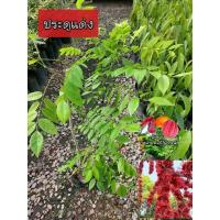 ราคา ต้นประดู่แดง ไม้ยืนต้น ไม้ประดับ ประดู่ดอกสีแดง (25617860740)