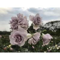 ราคา Rainy blue กุหลาบเลื้อยสีม่วงพาสเทล (16089493852)