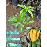 ราคา ต้นมะม่วงแก้วขมิ้น (1ต้น) แก้วขมิ้น ต้นเสียบยอด สูง 35 ซม. ขึ้นไป มะม่วง พร้อมส่ง (21615687609)