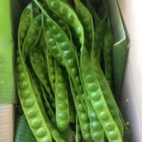 ราคา โปรโมชั่น 10 ฝัก 60 บาท ‼️สะตอใต้ ‼️ สดๆสวยๆจากสวนเลยจ้าา จากสวนคุณครูเกษตรอินทรีย์ (2254895901)