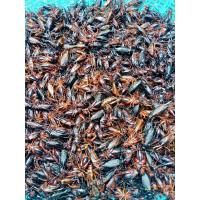 ราคา จิ้งหรีดไข่ ตัวใหญ่ไข่แน่น จิ้งหรีดทองดำ จิ้งหรีดทองแดง (22971141528)