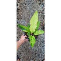 ราคา ต้นโชคเก้าชั้นด่างราคาถูก (11459062675)