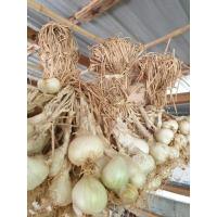 ราคา หอมขาวไทย ออร์แกนิค1kg จากสวนเกษตรอินทรีย์ (22939517863)