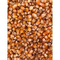 ราคา เมล็ดข้าวโพดเลี้ยงสัตว์ (18147816066)