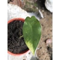 ราคา พญาจงอาง พญาจงอางด่าง (10465616097)