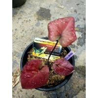 ราคา บอนสีจอมทัพ(caladium) (12009774991)