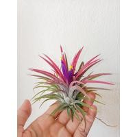 ราคา ✨ ทิลแลนเซีย ฟูโก้ (40111658472)