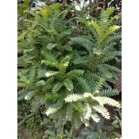 ราคา ต้นเมตตามหานิยม หรือต้นมะยมทอง (24552552848)