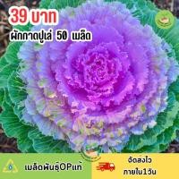 ราคา เมล็ดพันธุ์ผักกาดปูเล่ 50 เมล็ด (54000216120)