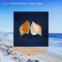 ราคา เปลือกหอยสวยงาม หอยชักตีน สำหรับสะสม หรืองานประดิษฐ์ หรือใช้ตกแต่งตู้ปลา งาน DIY (14309019867)