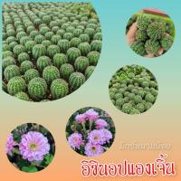 ราคา กระบองเพชร อิชินอป แองเจิ้น ดอกสีชมพู (3046829292)