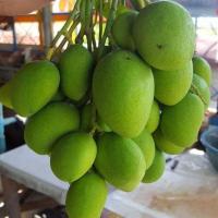 ราคา ‼️ถูกที่สุด‼️มะม่วงเบาใต้สดอ่อน มะม่วงเปรี้ยว มะม่วงดิบ มะม่วงสด เก็บสดจากสวนทุกวัน (7275416183)