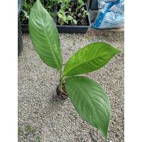 ราคา เศรษฐีวินสันด่างเหลืองชำจากชิ้นตาสูง40ซม. (29153242530)